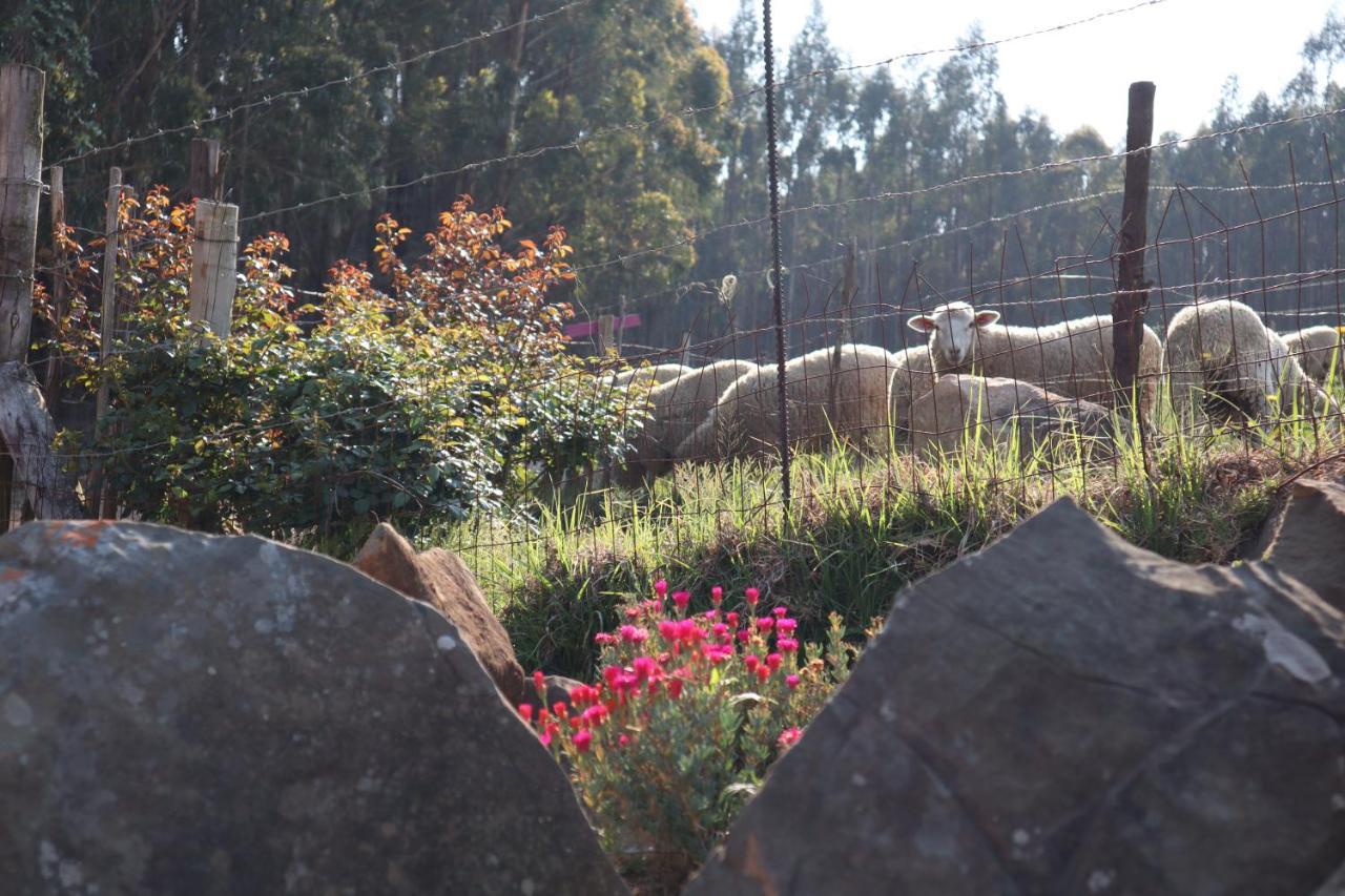 Rocks & Roses Farm Stay Lochiel Exterior photo